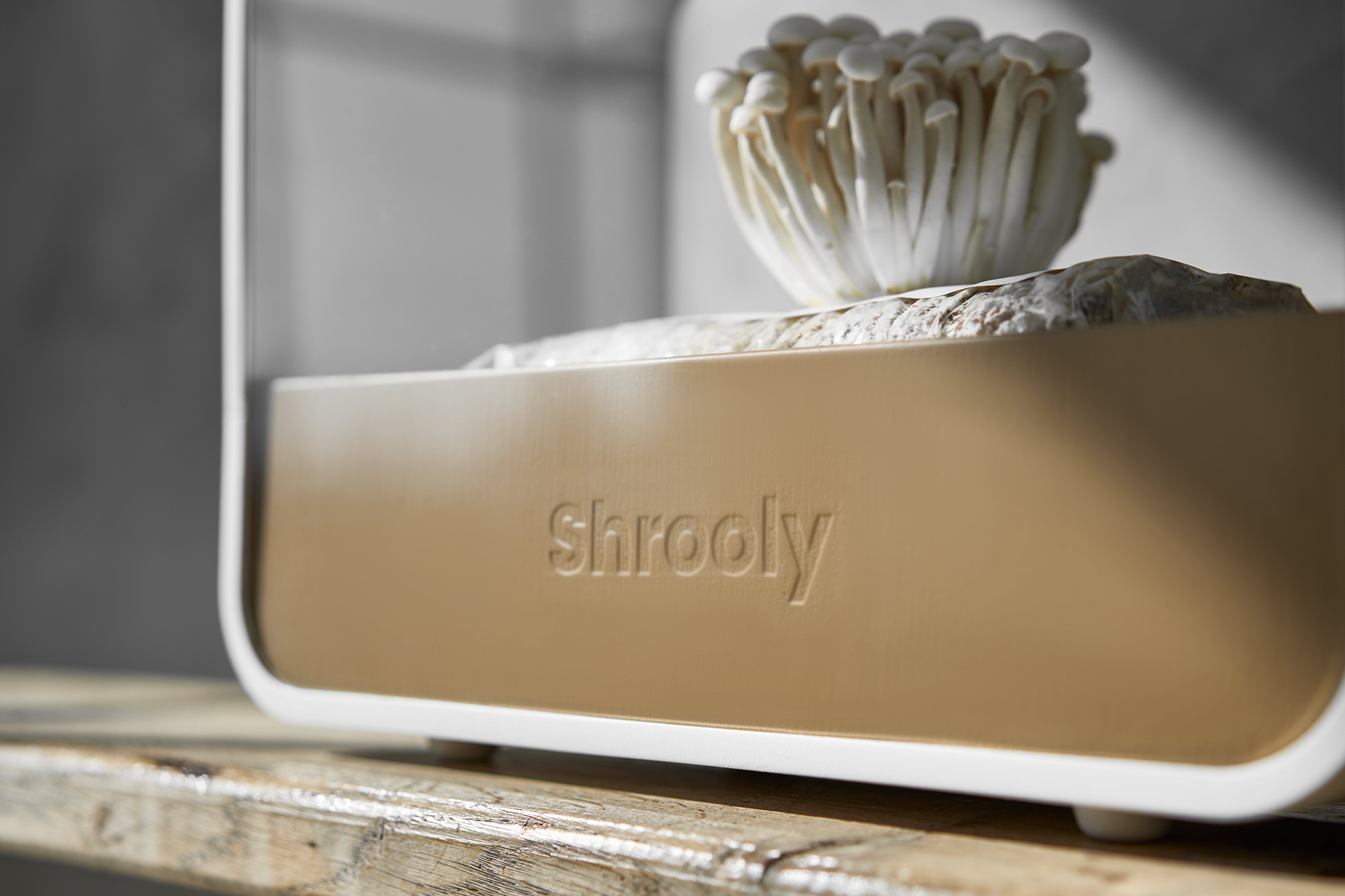 Shrooly，intelligence，Family Garden，Appearance design，