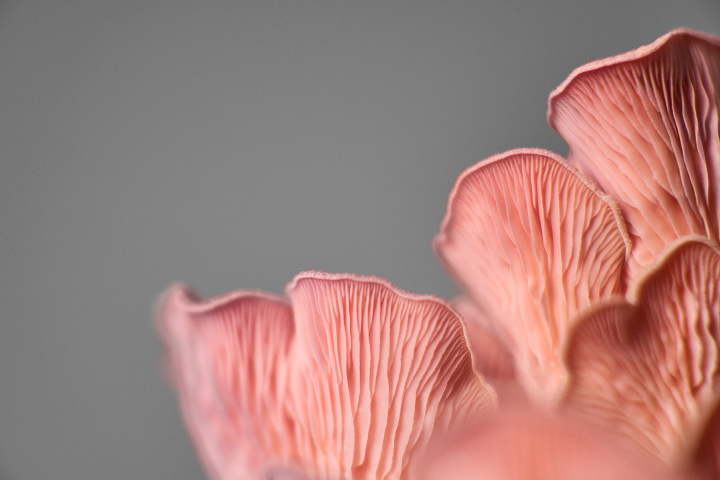 Shrooly，intelligence，Family Garden，Appearance design，