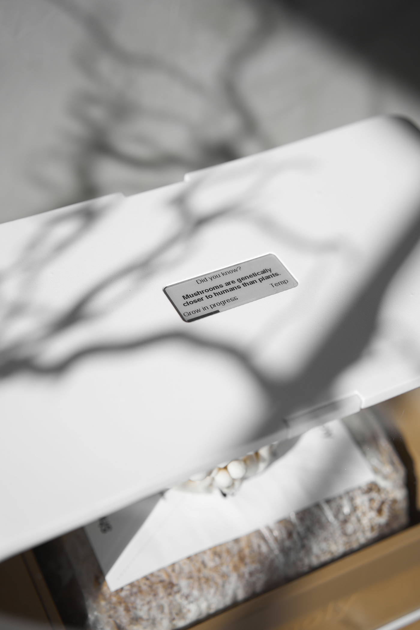 Shrooly，intelligence，Family Garden，Appearance design，