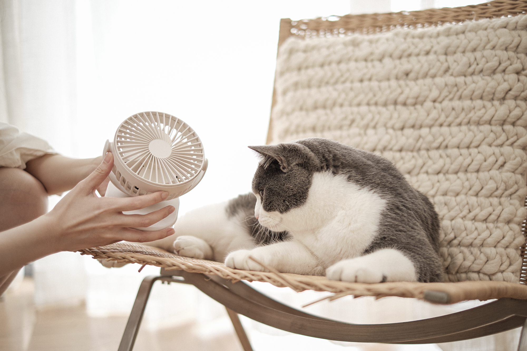 Clip，Fan，Home Furnishing，Shenzhen，shot，White base map，