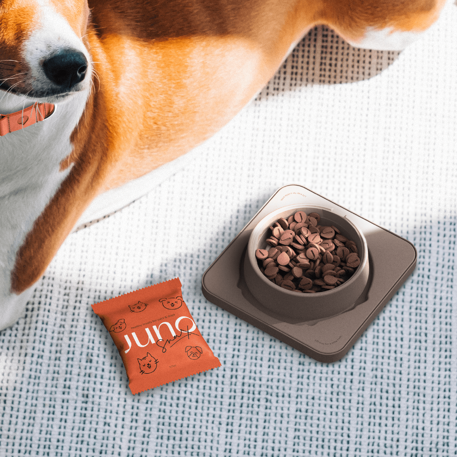 a collar for a horse，dog，Pets，intelligence，