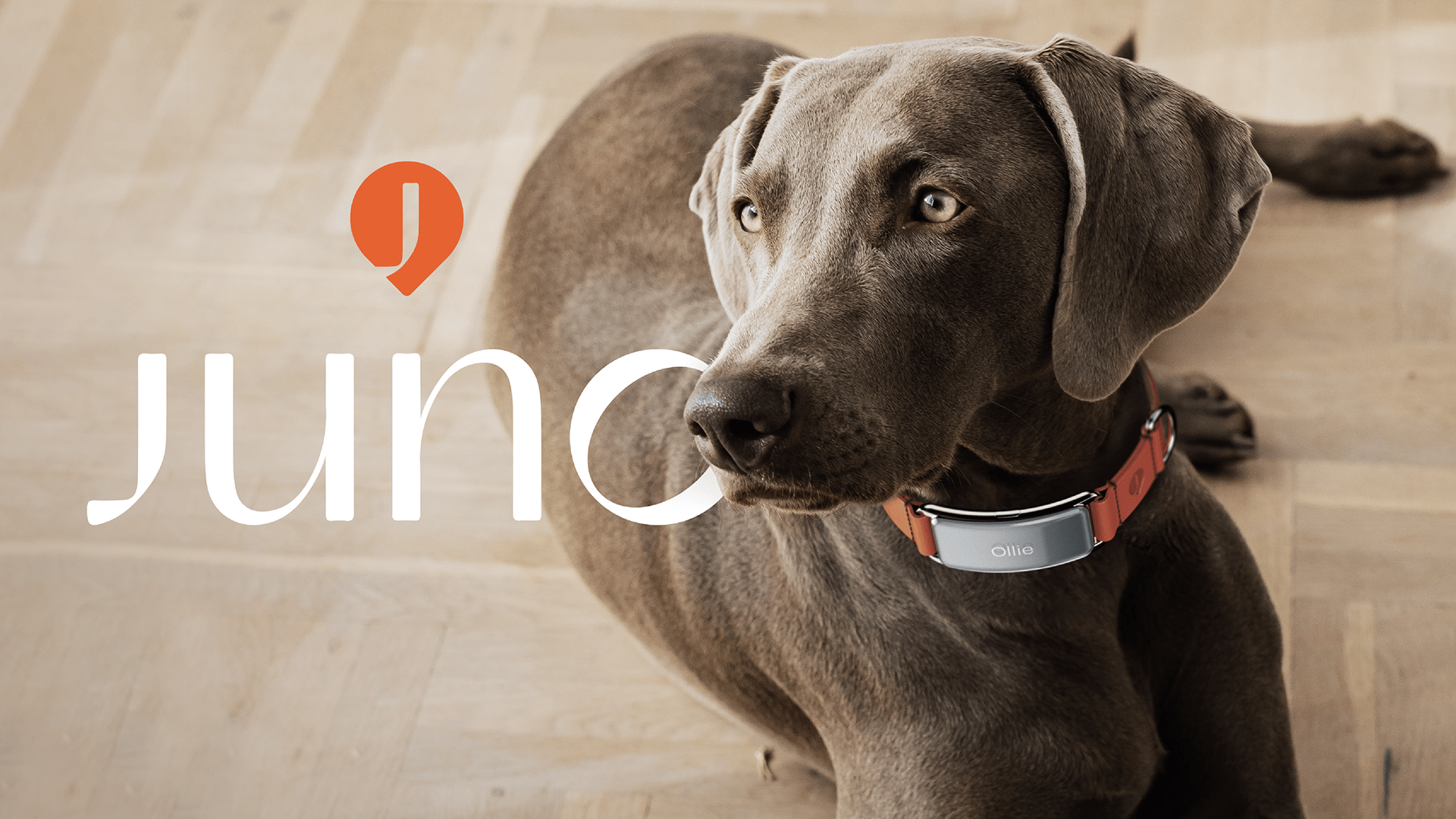 a collar for a horse，dog，Pets，intelligence，
