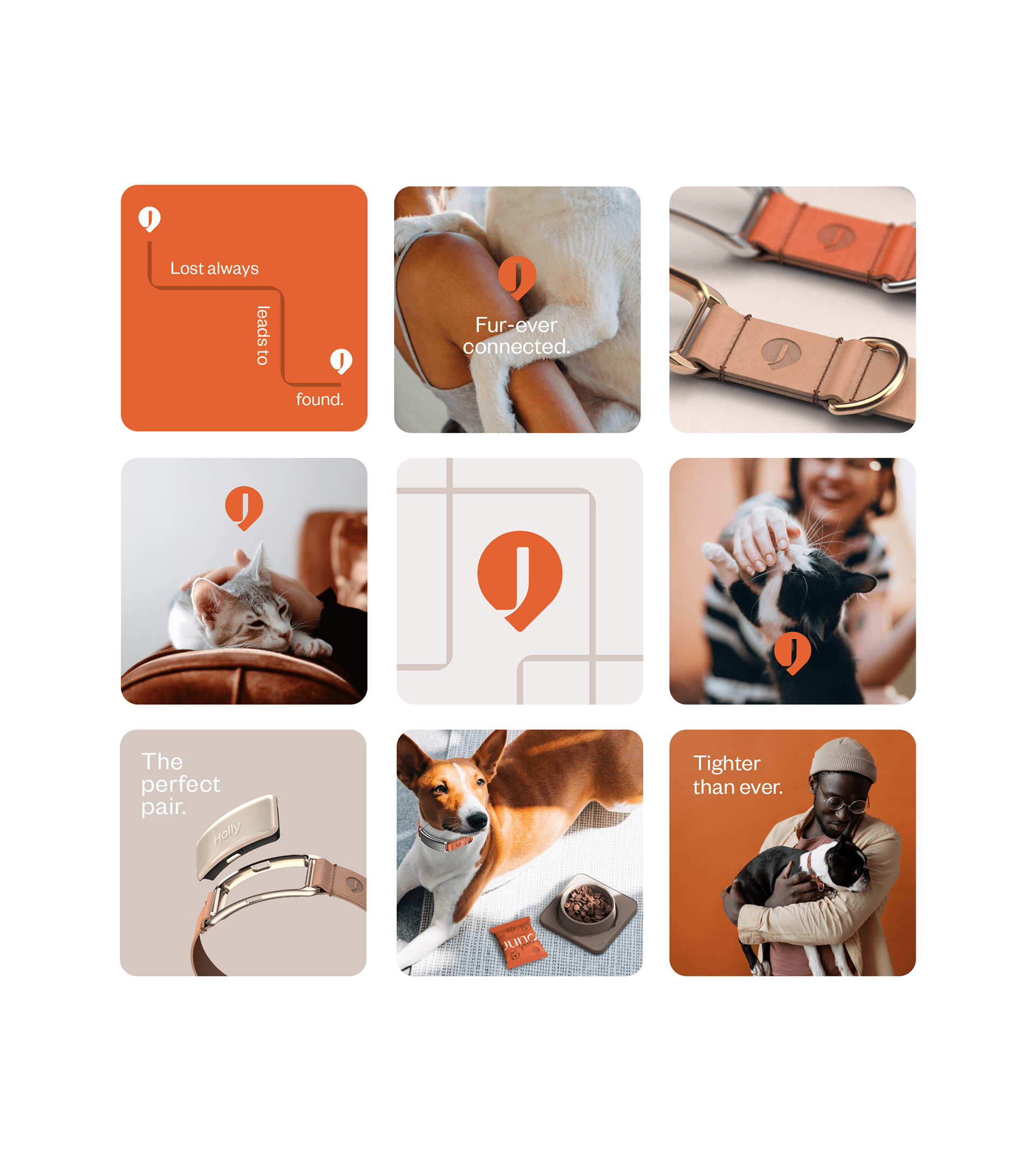 a collar for a horse，dog，Pets，intelligence，