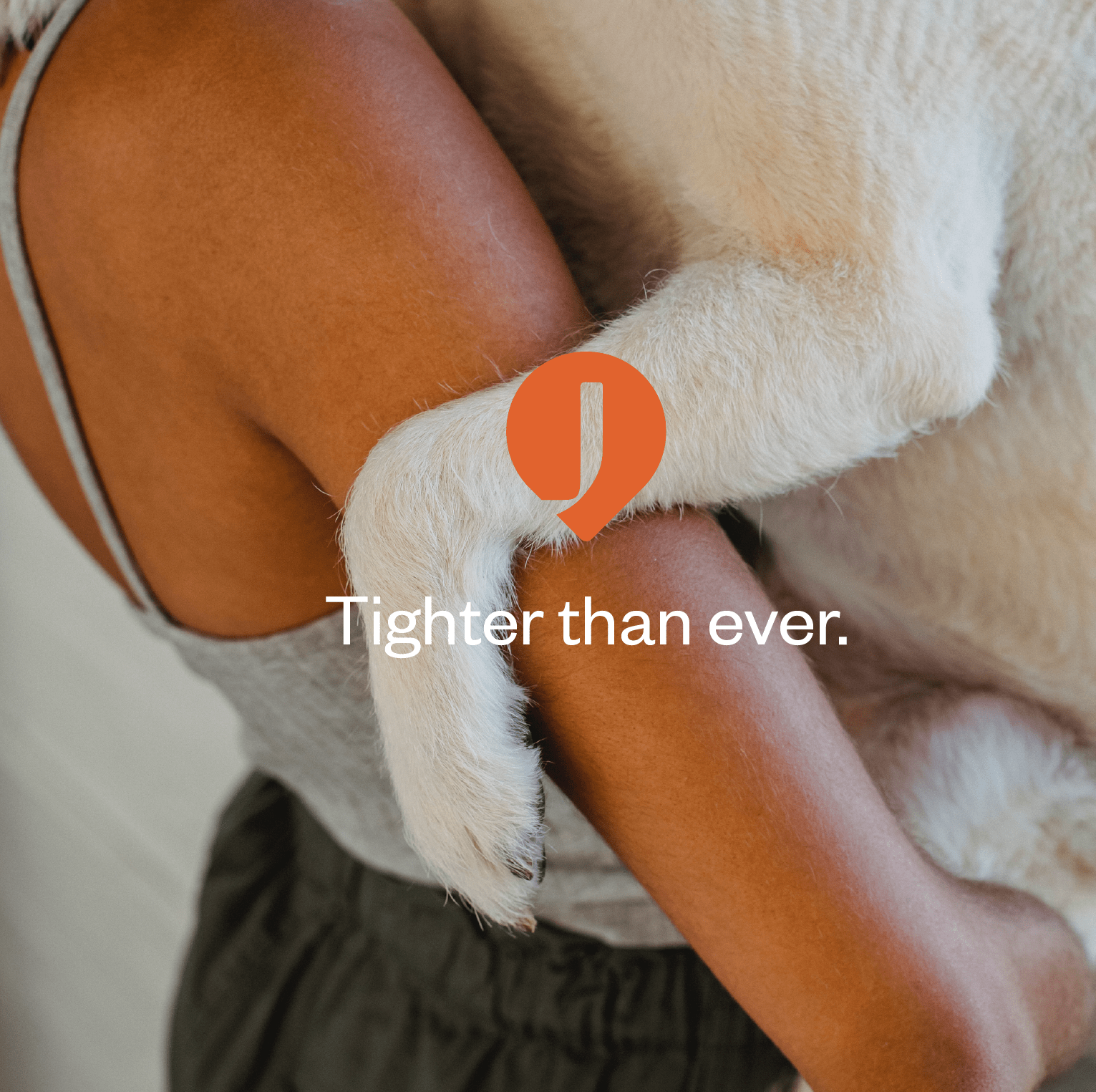 a collar for a horse，dog，Pets，intelligence，