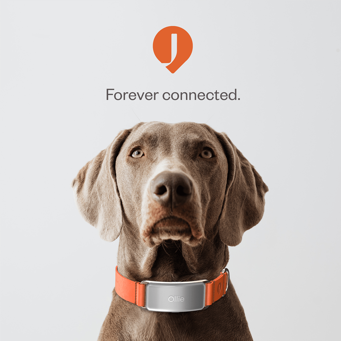 a collar for a horse，dog，Pets，intelligence，