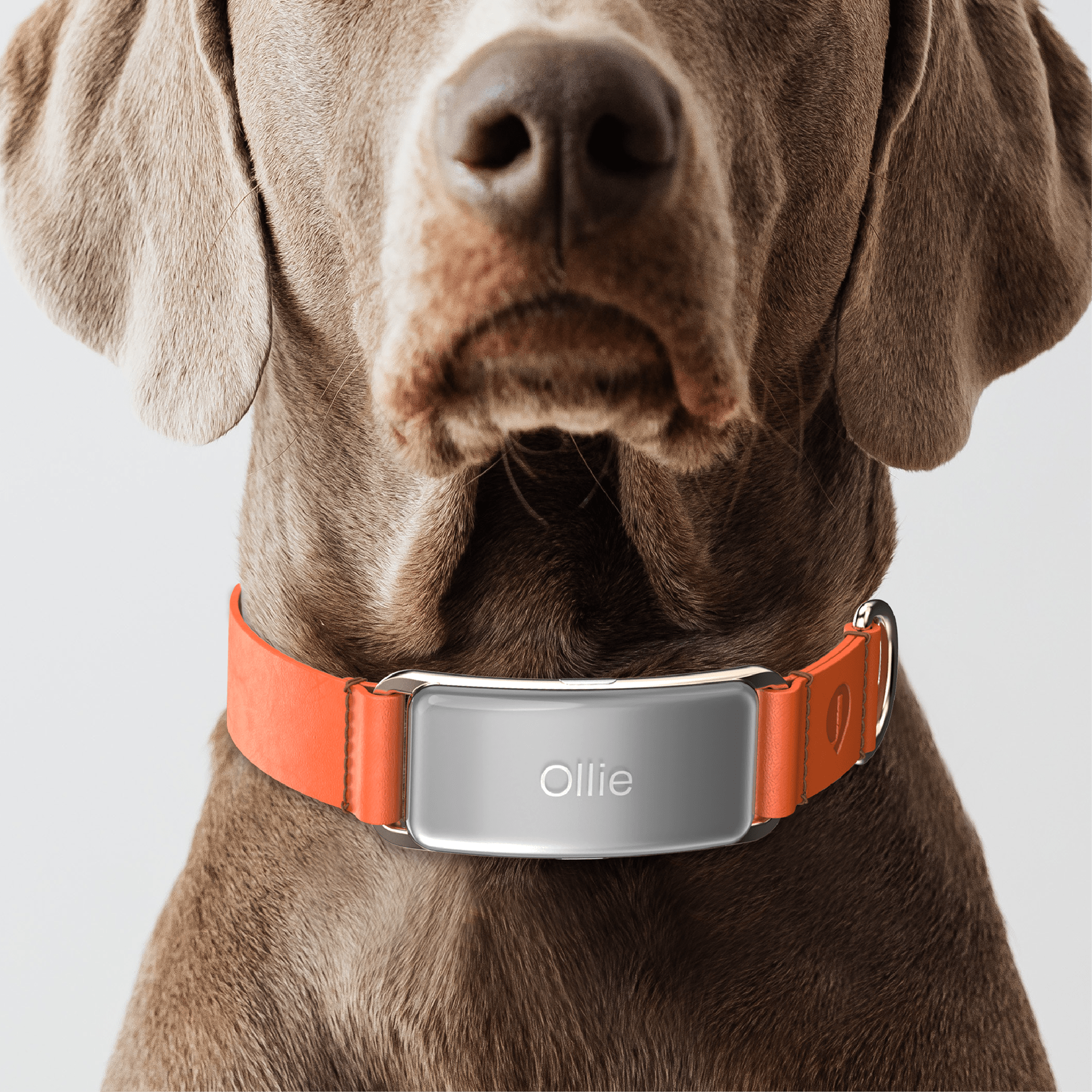 a collar for a horse，dog，Pets，intelligence，