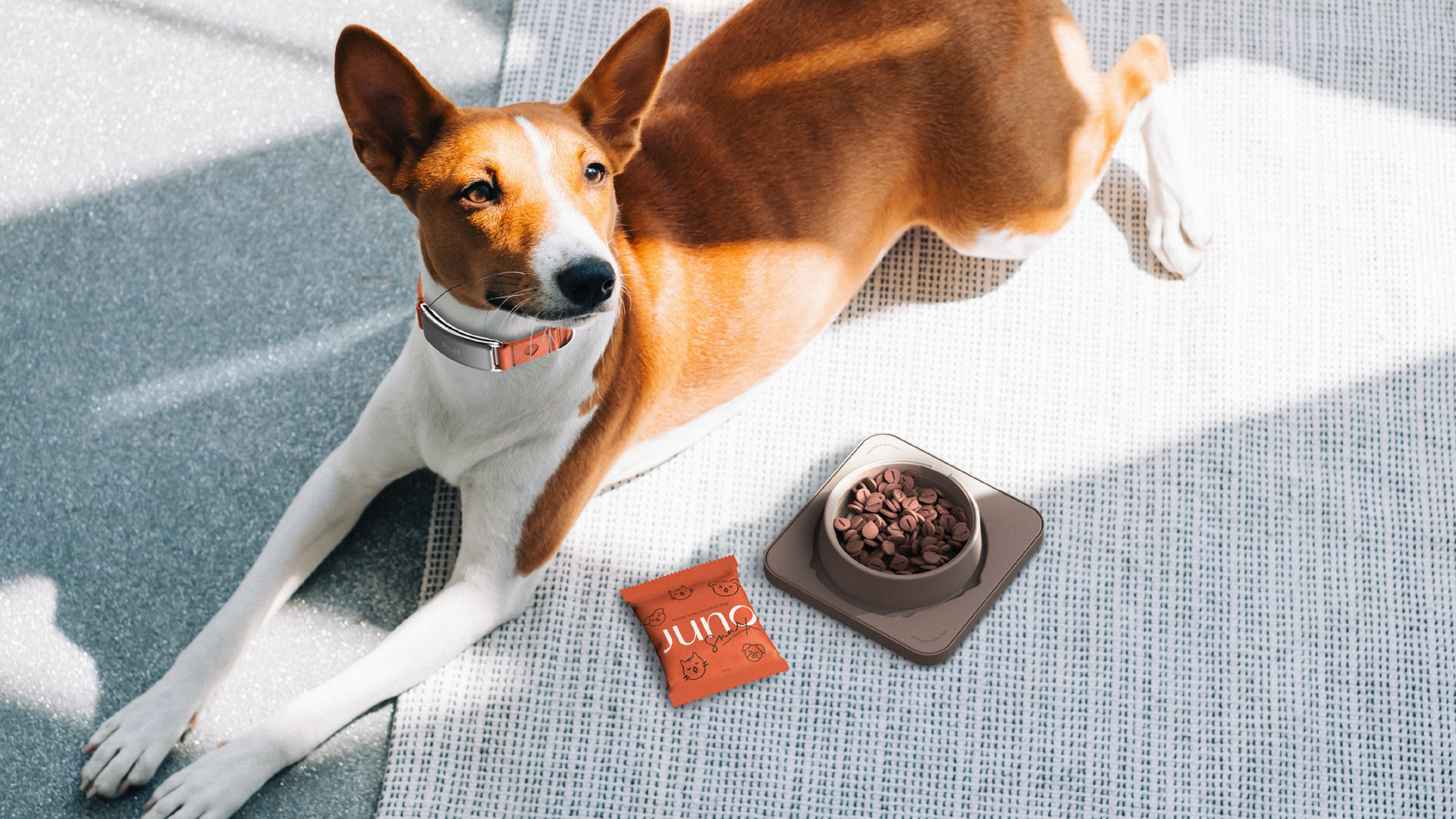 a collar for a horse，dog，Pets，intelligence，