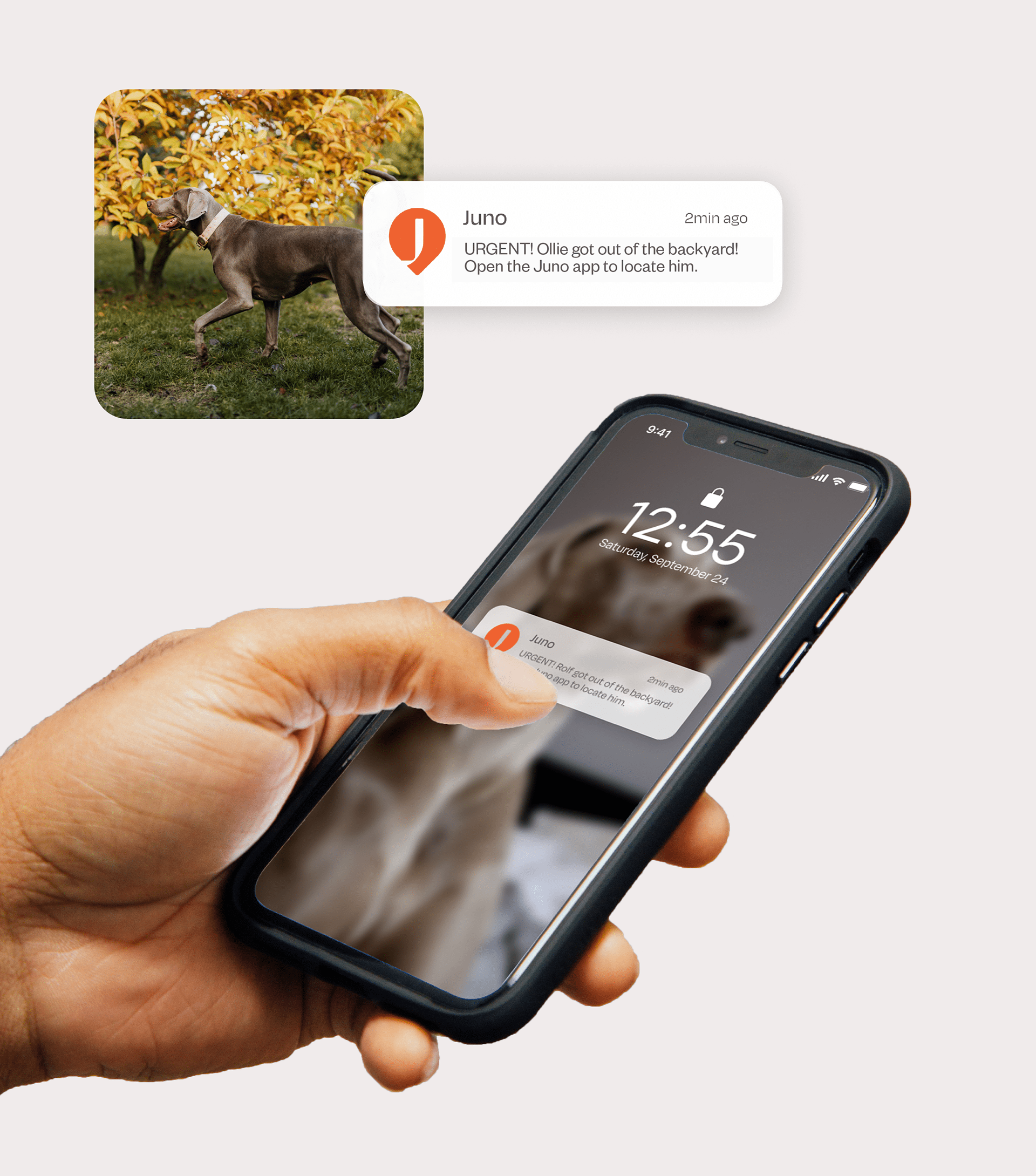 a collar for a horse，dog，Pets，intelligence，