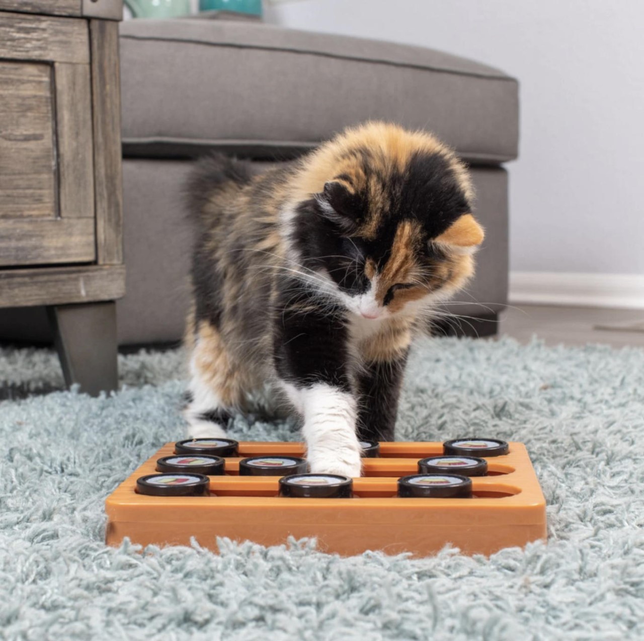 Pet feeder，Sushi plate，Pets，OurPets，