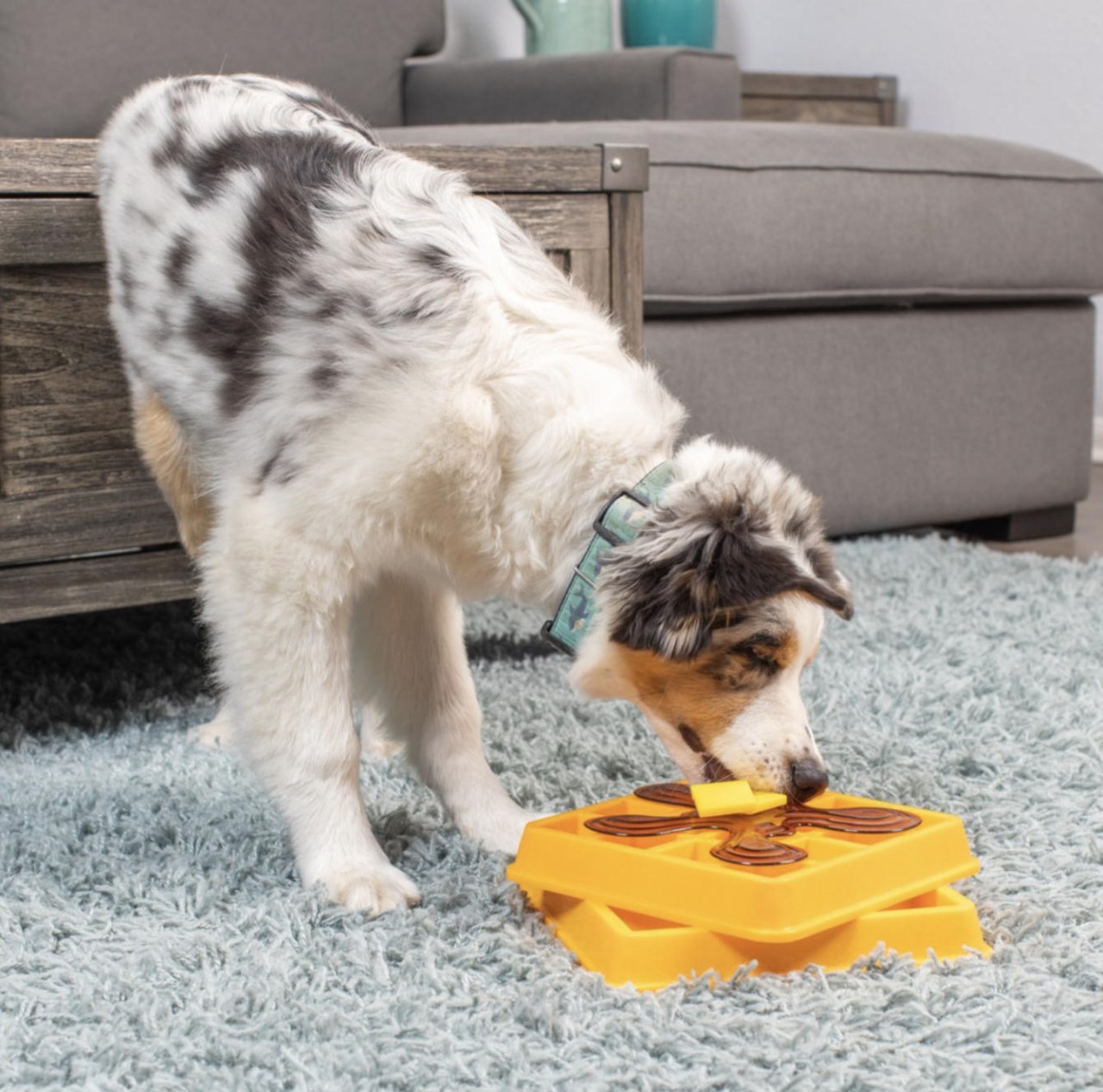 Pet feeder，Sushi plate，Pets，OurPets，