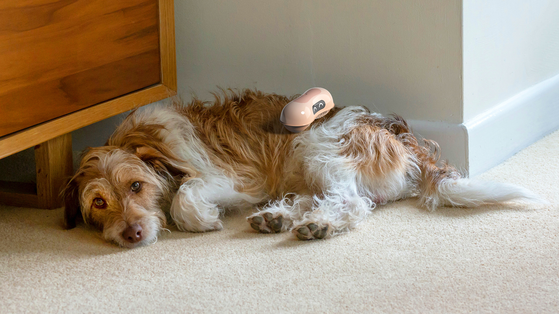 hair，clean，robot，intelligence，