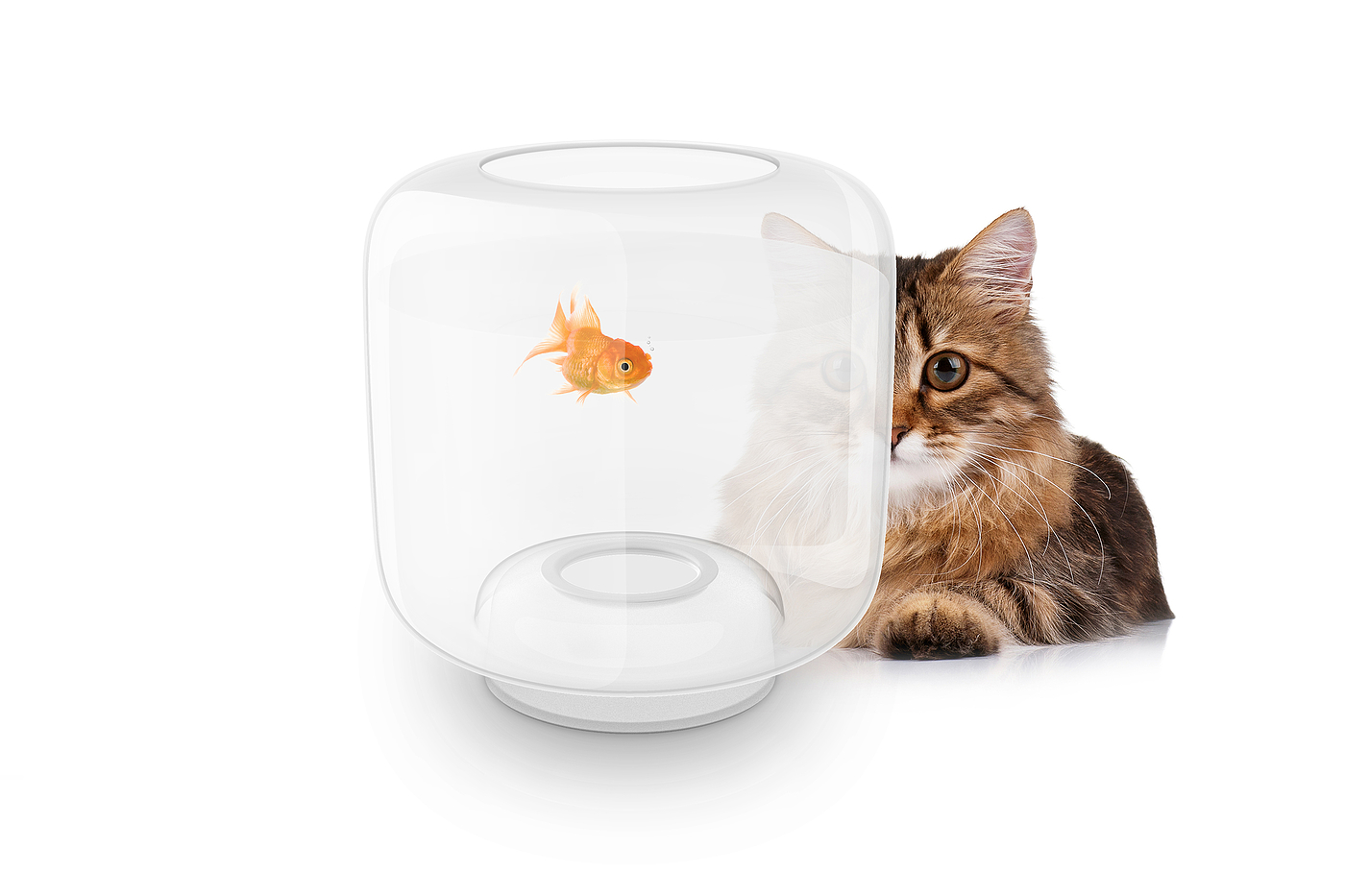fish tank，Glass，Pets，Food Basin，