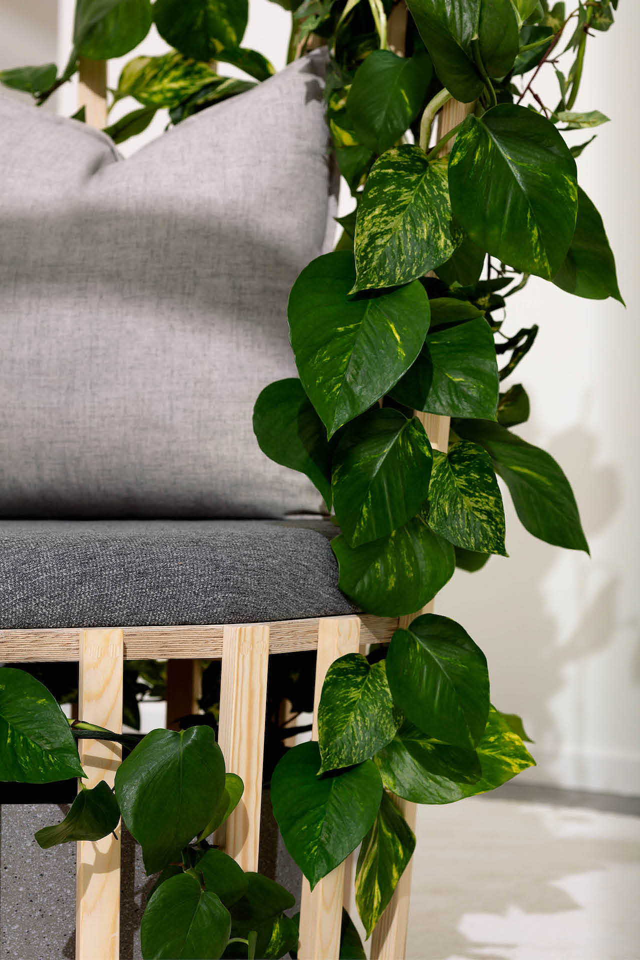 natural，chair，Botany，product，product design，design，