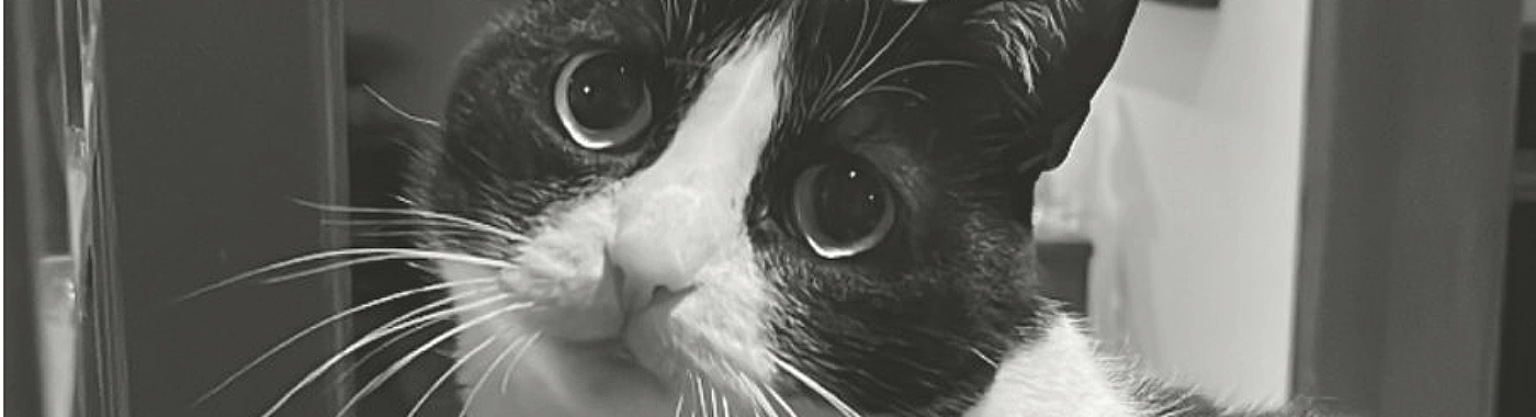 TANA The cat，Toys，doll，originality，