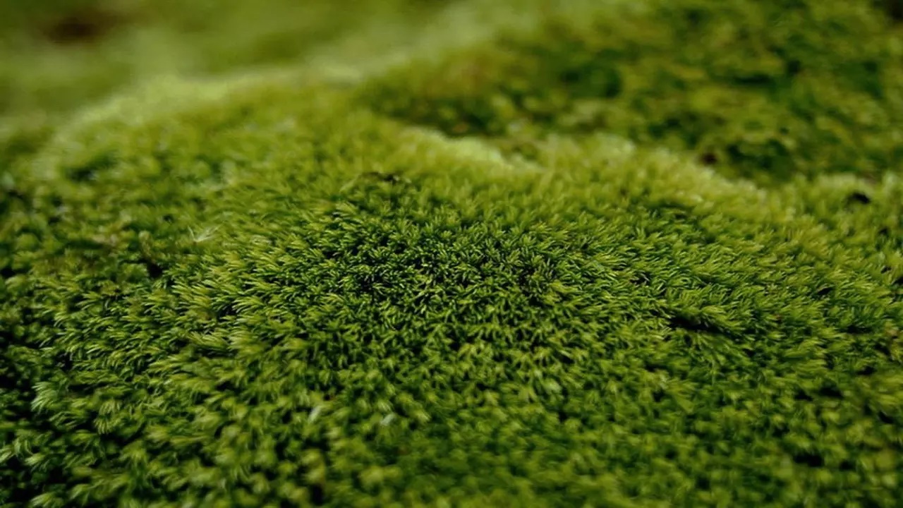 Original design，Aesthetic living home，Dry tea set，Creative culture，Art decoration，Glass ceramic plant，Quality lifestyle，Innovative design，