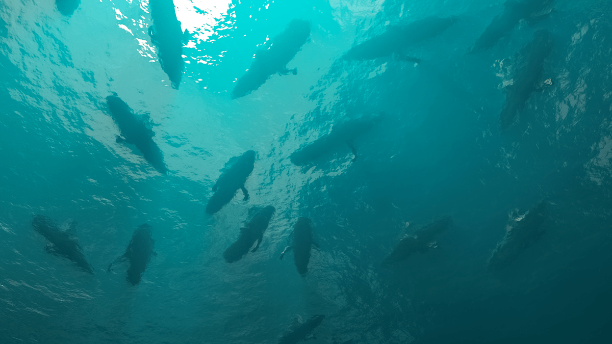 Wrist watch，Wristwatch，Sports Watch，