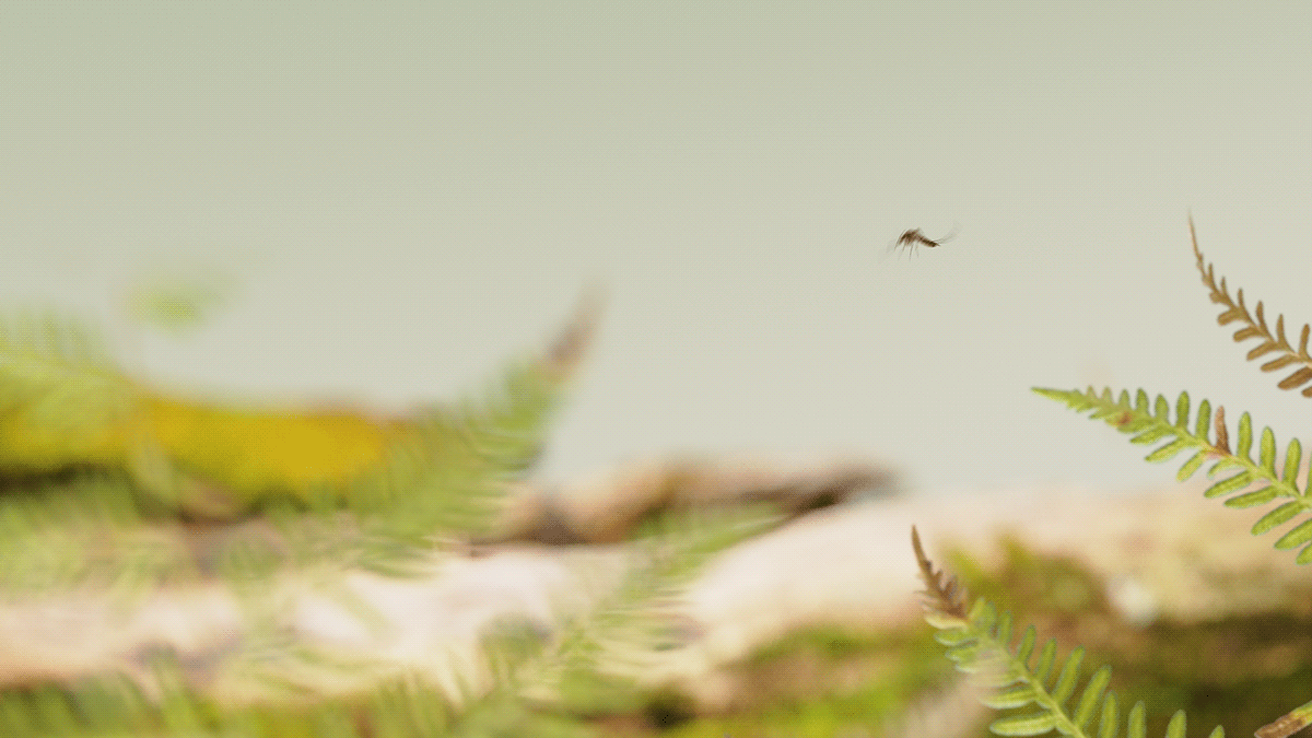 Wrist watch，Wristwatch，Sports Watch，