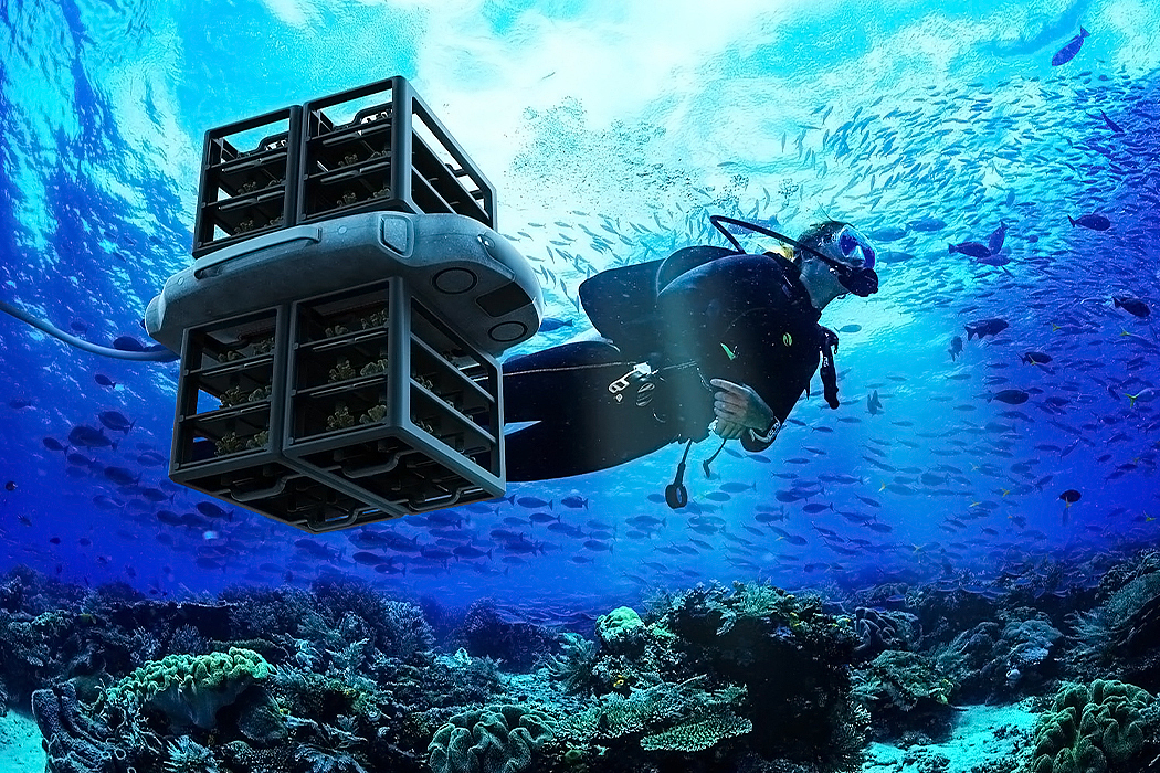 UAV，Coral，plant，