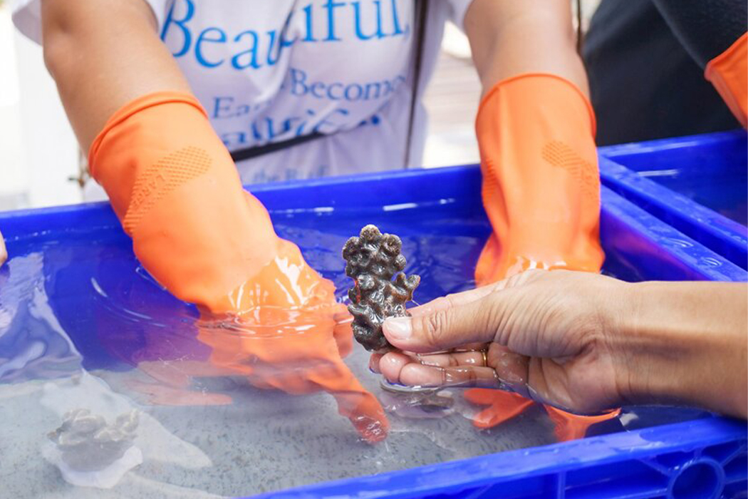 UAV，Coral，plant，