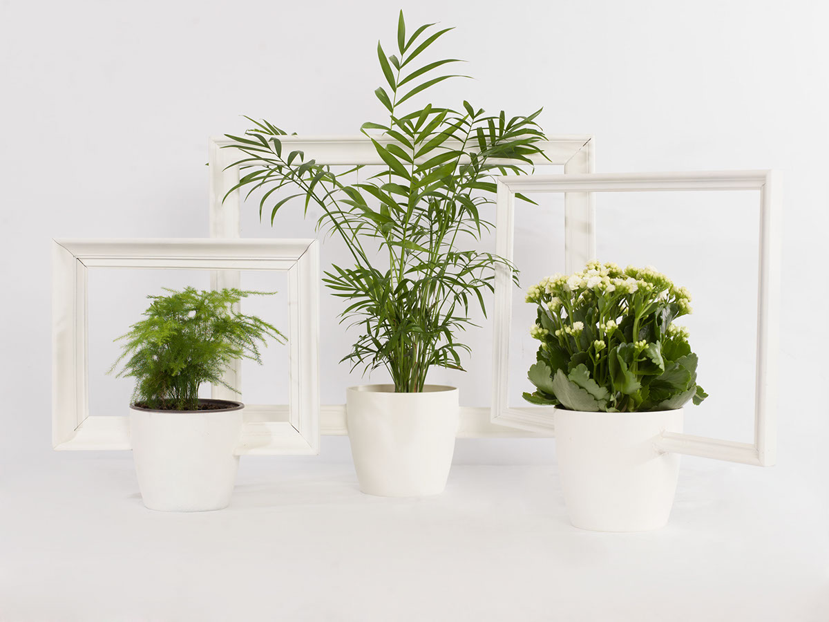 shuttlecock，Feather，USB drive，beat all，furniture，assemble，Wood marble combination，Easy to assemble，Picture frame，Flowerpot，Potted plants，two-dimensional，three-dimensional，Porcelain，tableware，Pinecone，Hand drawing，