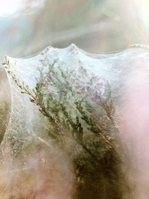 chair，furniture，originality，The Cocoon Chair，