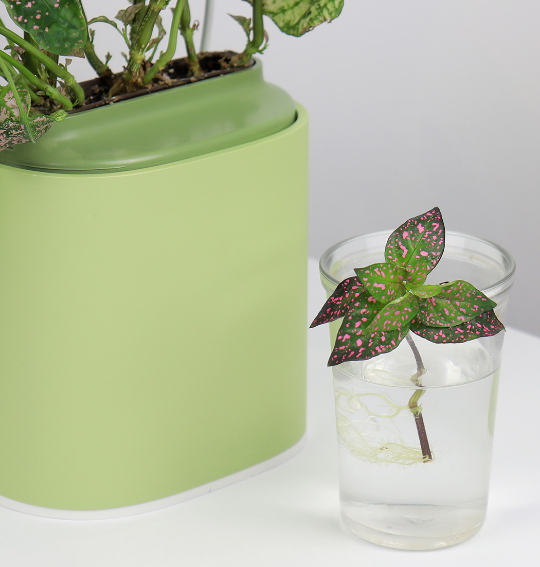 Nano Garden，Potted plants，Flowerpot design，Flowerpot，