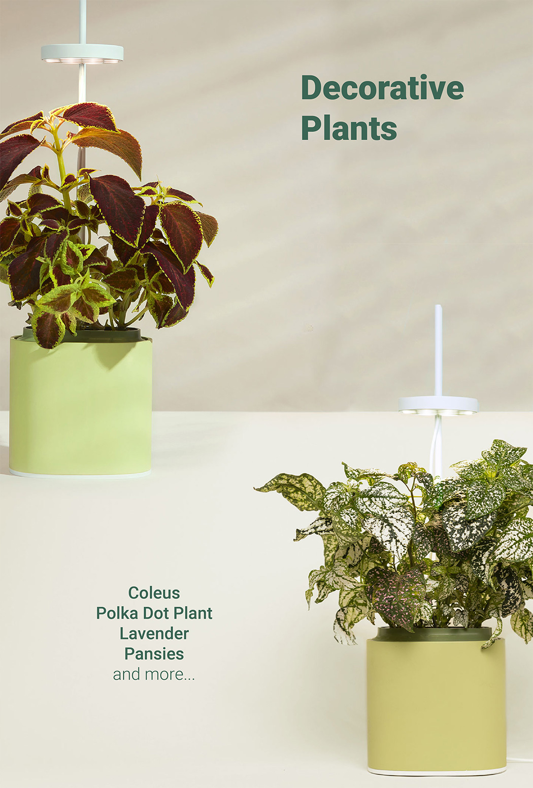 Nano Garden，Potted plants，Flowerpot design，Flowerpot，