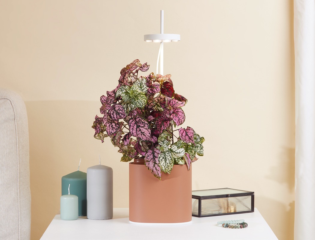 Nano Garden，Potted plants，Flowerpot design，Flowerpot，