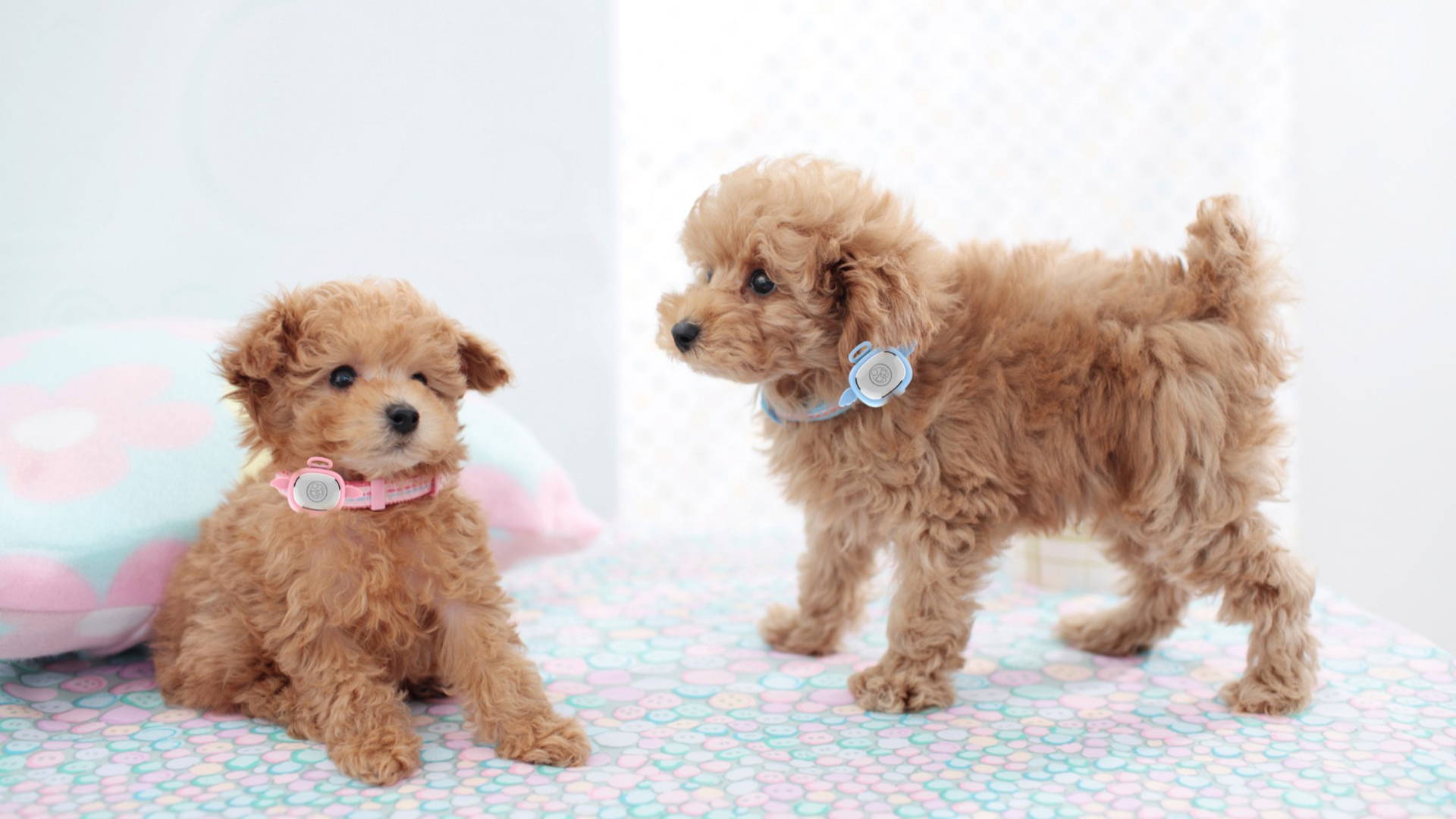 industrial design，Fashion consumption，Pet Supplies & Pet，