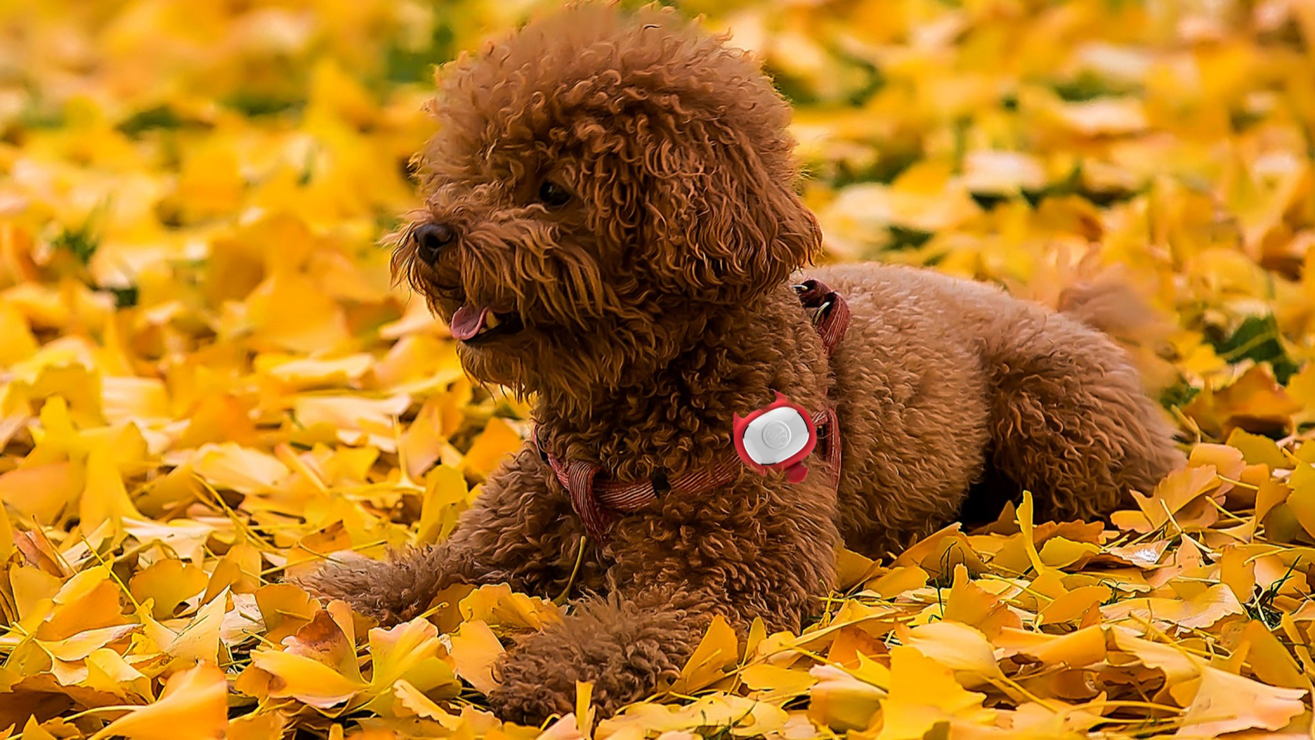 industrial design，Fashion consumption，Pet Supplies & Pet，