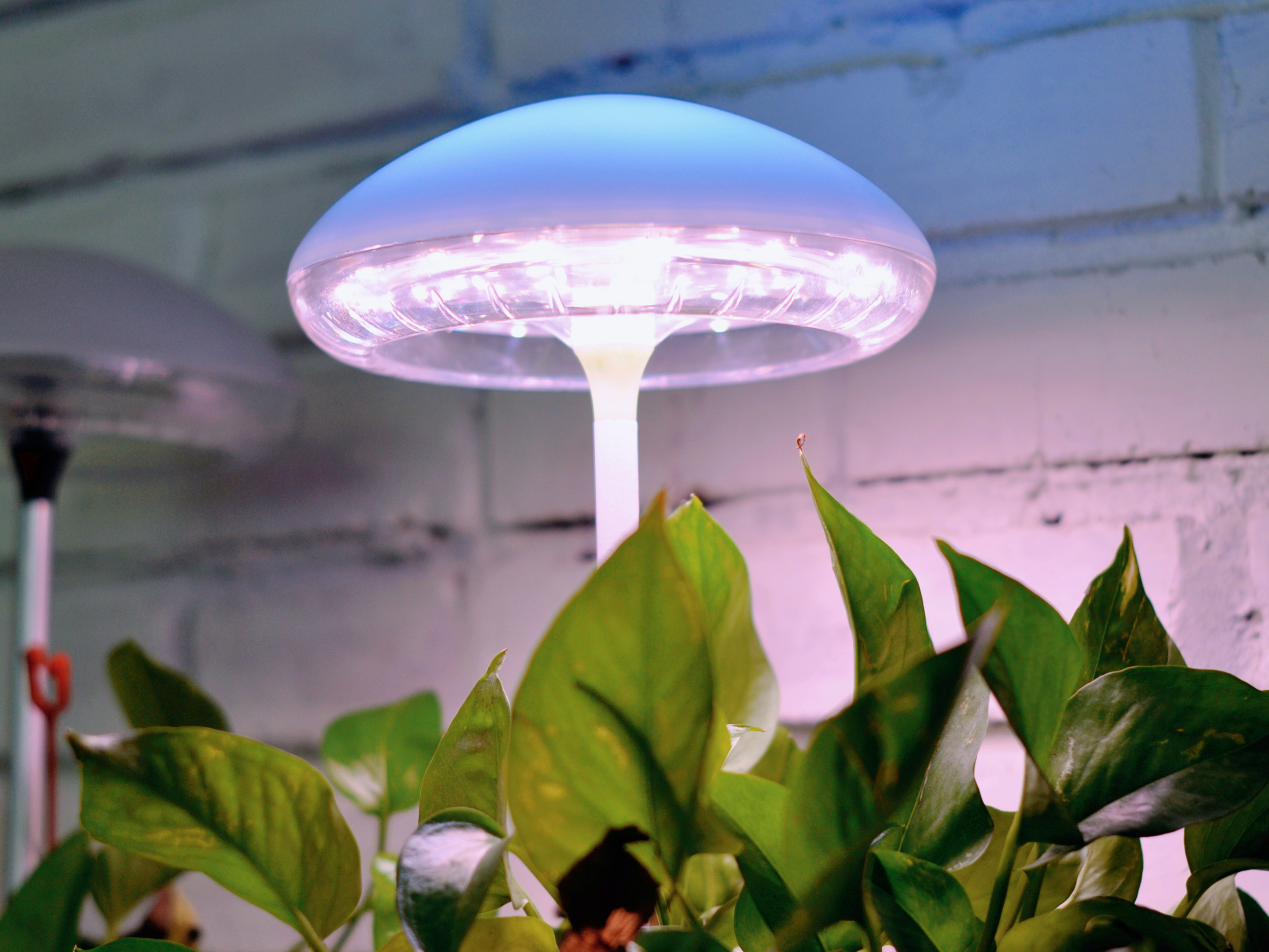 Plant growth lamp，outdoor light，camping，atmosphere，indoor，lighting，Home，jellyfish，