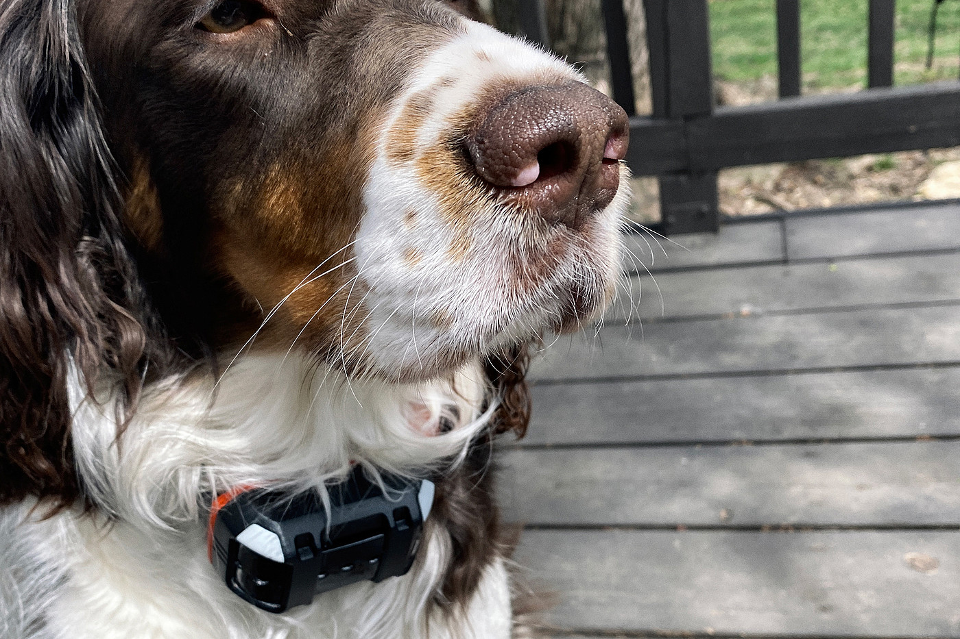 a collar for a horse，dog，train，location，