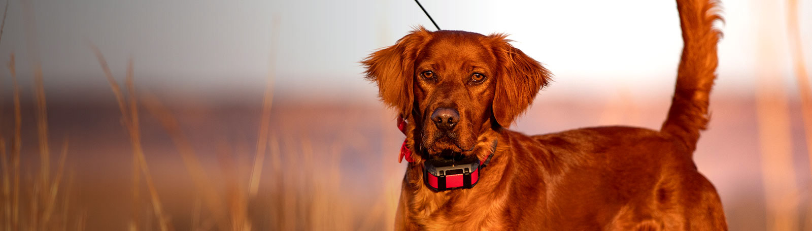 a collar for a horse，dog，train，location，