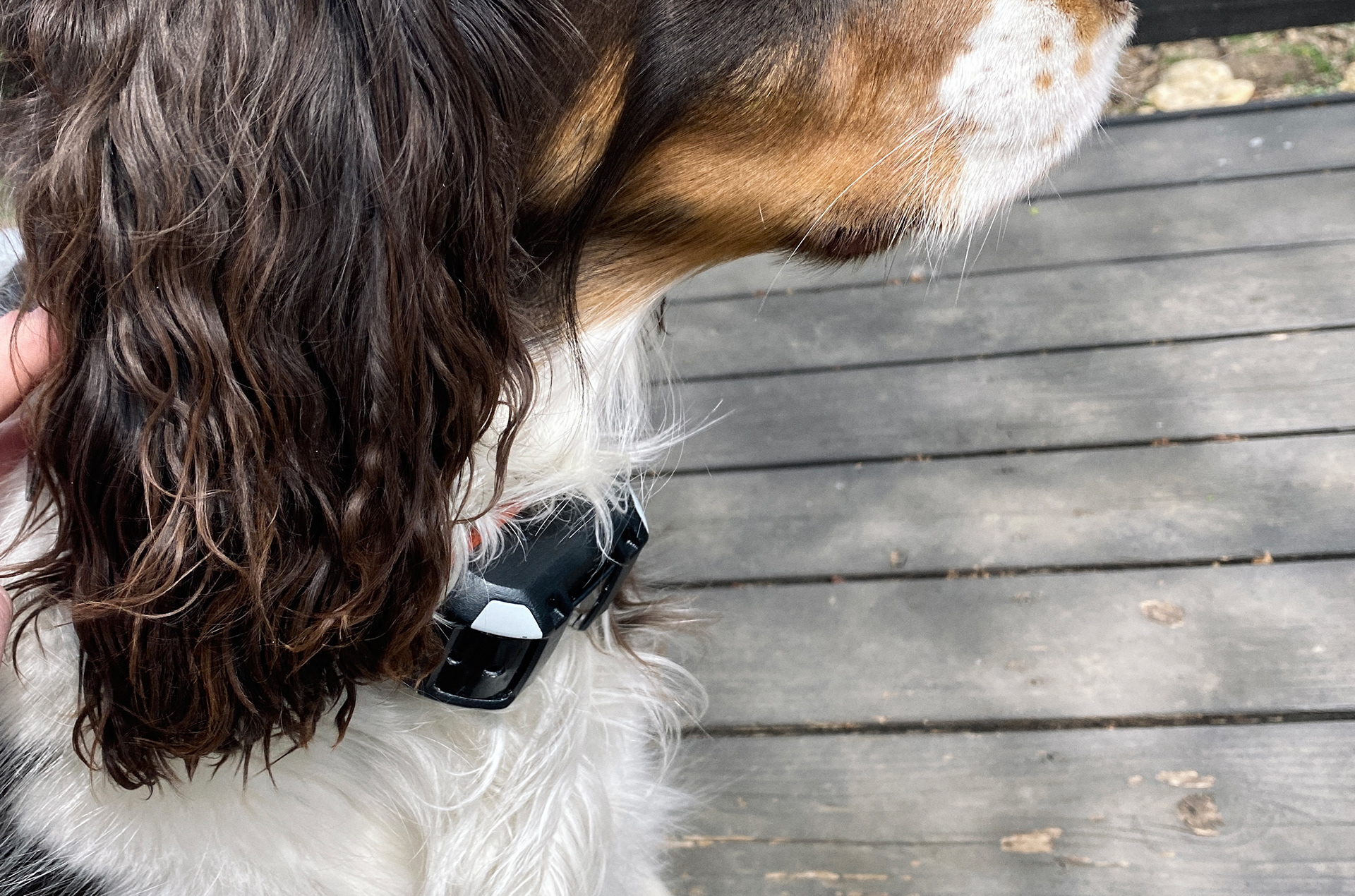 a collar for a horse，dog，train，location，