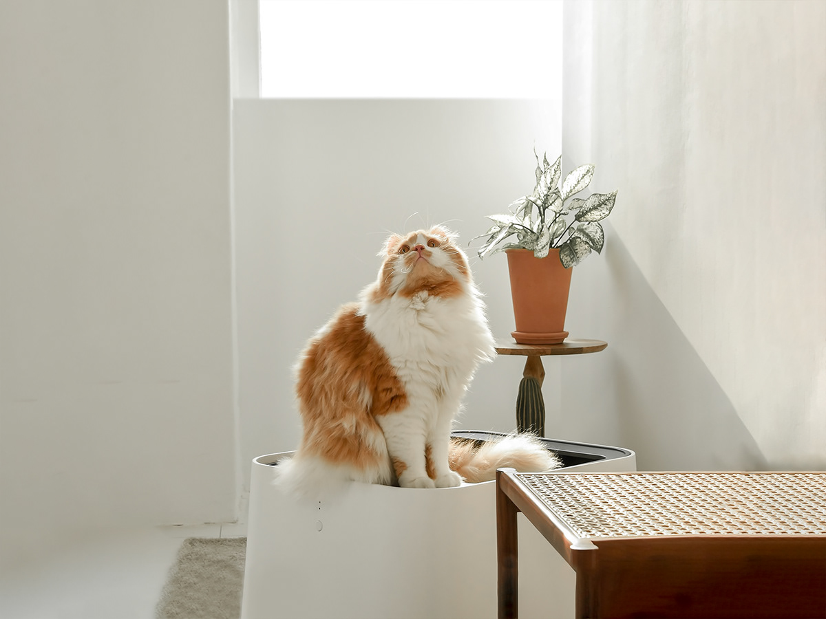 Pluto，Litter Basin，Pet Supplies & Pet，intelligence，