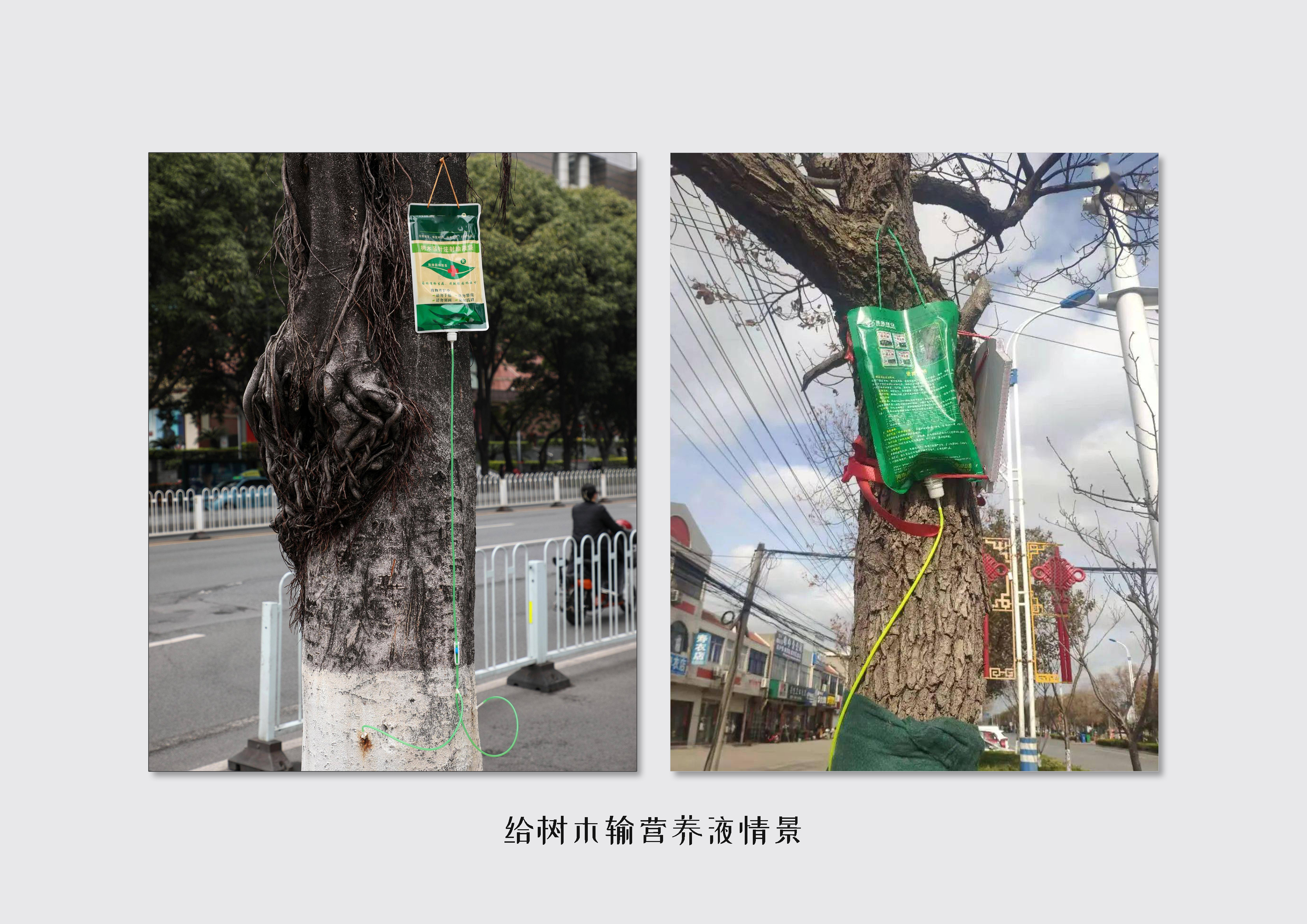 The Green Miracle! A young leaf that gives the tree hope of life，Infusion bag，nutrient solution，Visual feedback，Small accessories，has sprouted，