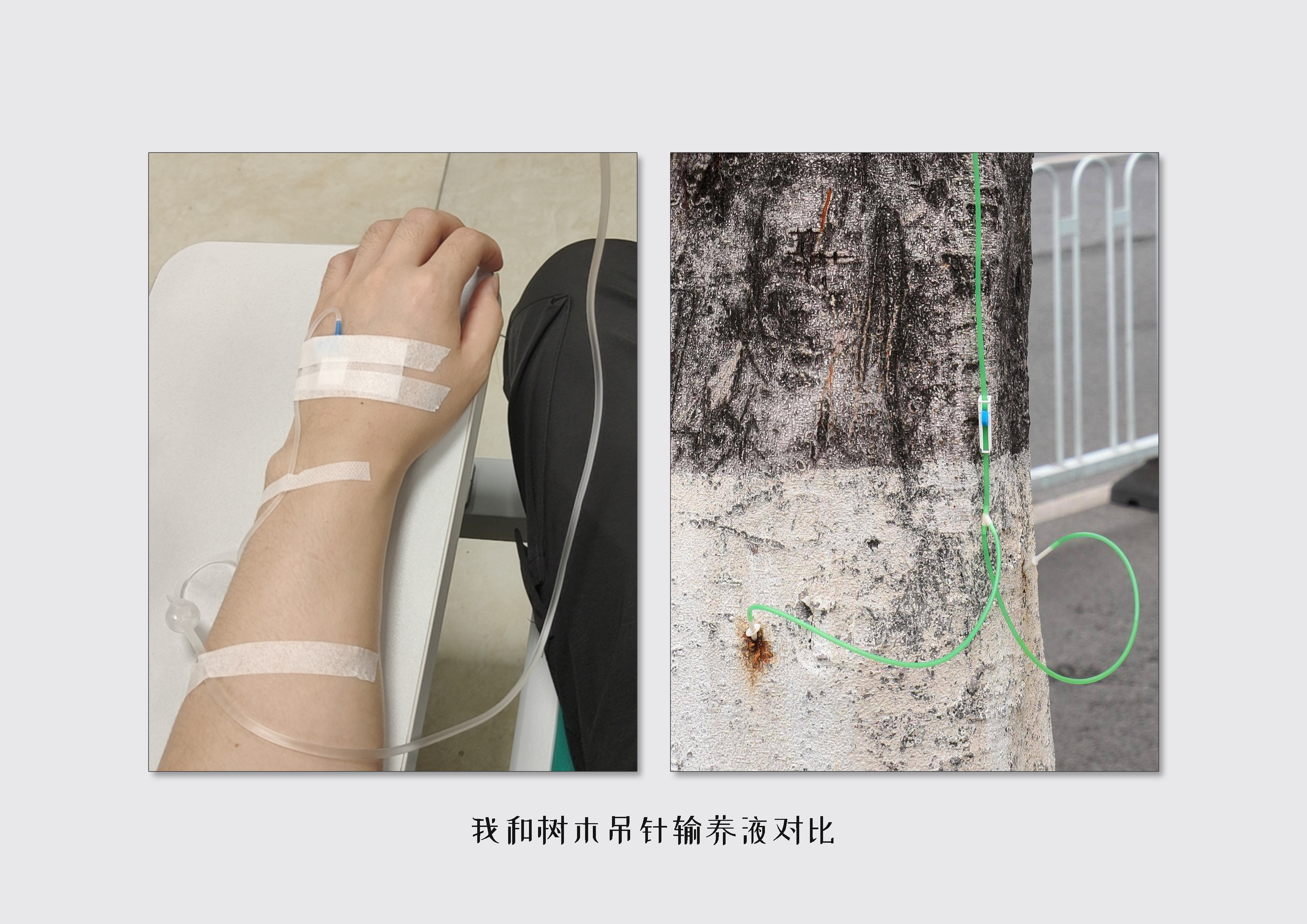 The Green Miracle! A young leaf that gives the tree hope of life，Infusion bag，nutrient solution，Visual feedback，Small accessories，has sprouted，