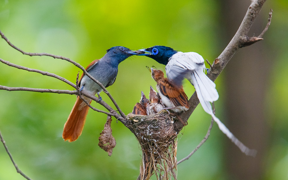 pot，red dot，reunion，