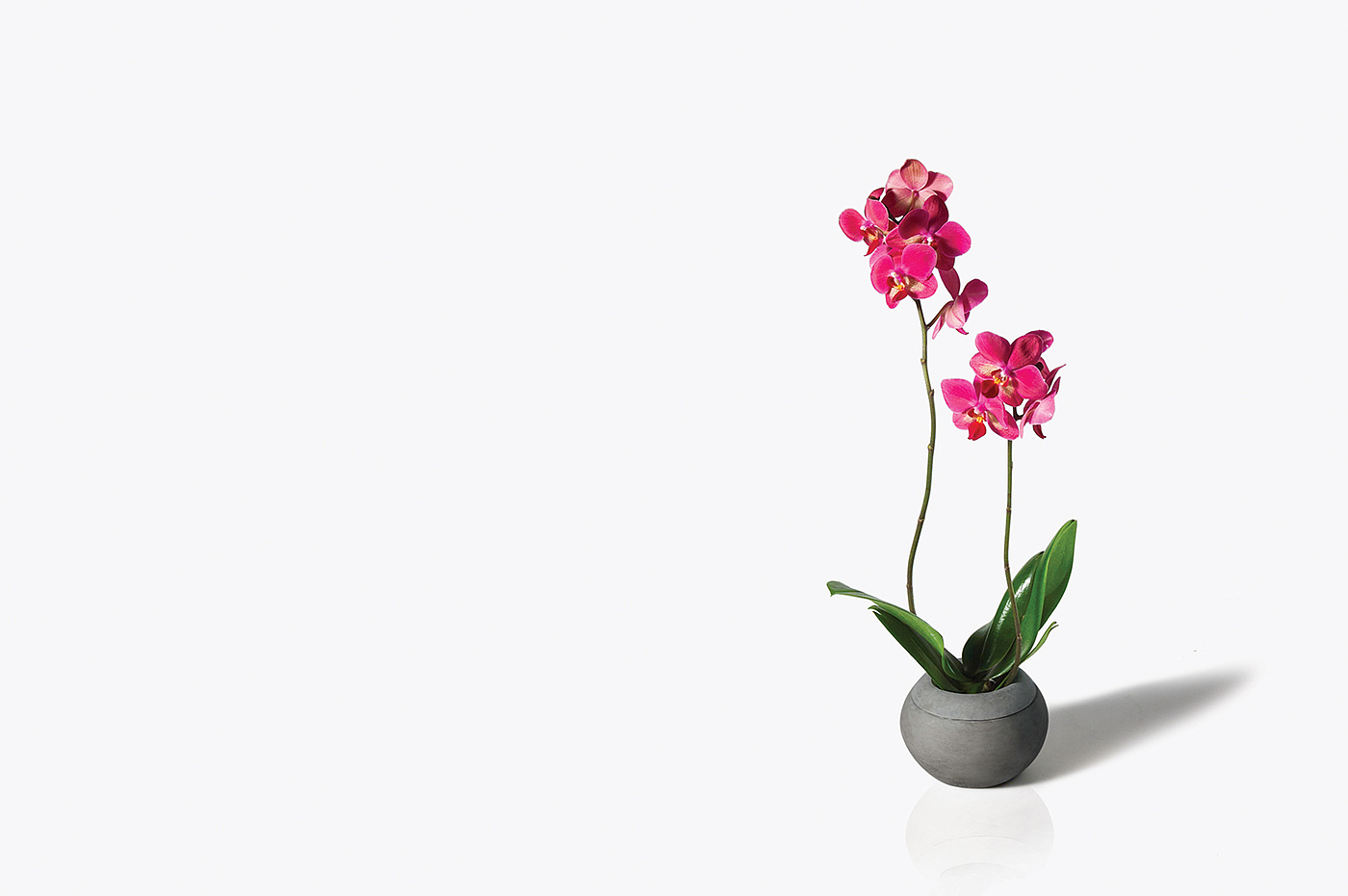 vase，Watering flowers，Shower，rock，reverent，cobblestone，Dinner plate，tableware，Plants and flowers，Grass flower，