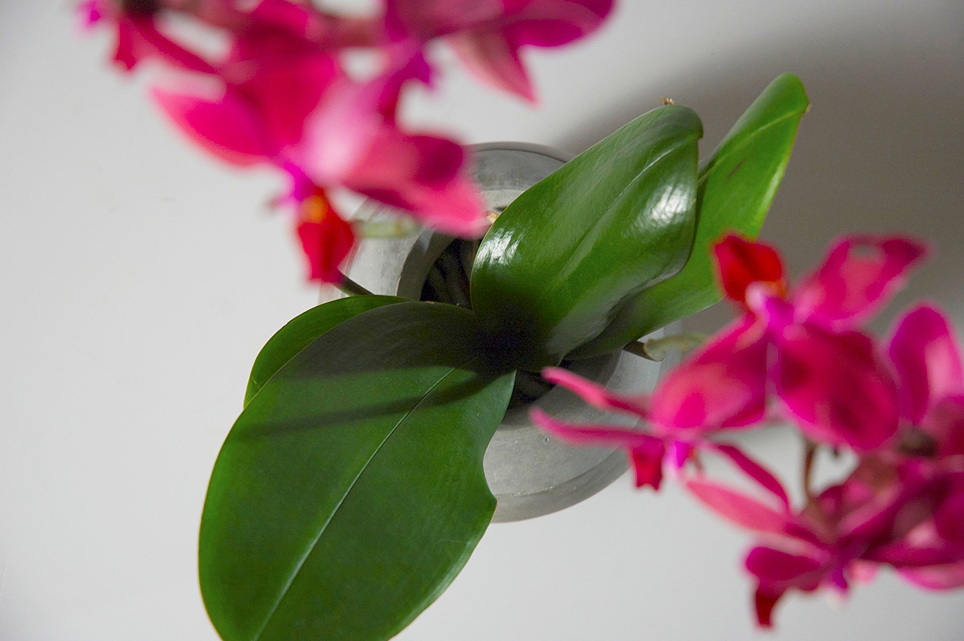 vase，Watering flowers，Shower，rock，reverent，cobblestone，Dinner plate，tableware，Plants and flowers，Grass flower，