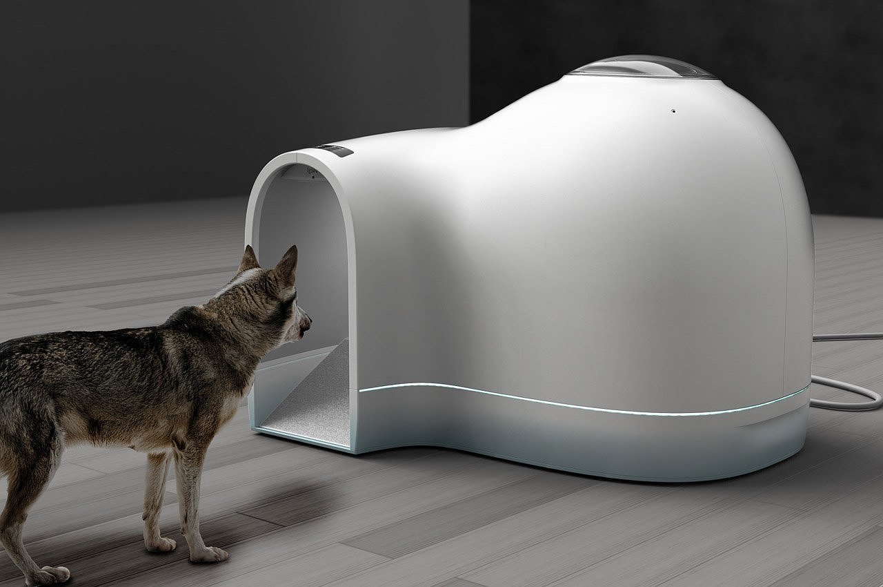 kennel，summer，Pets，