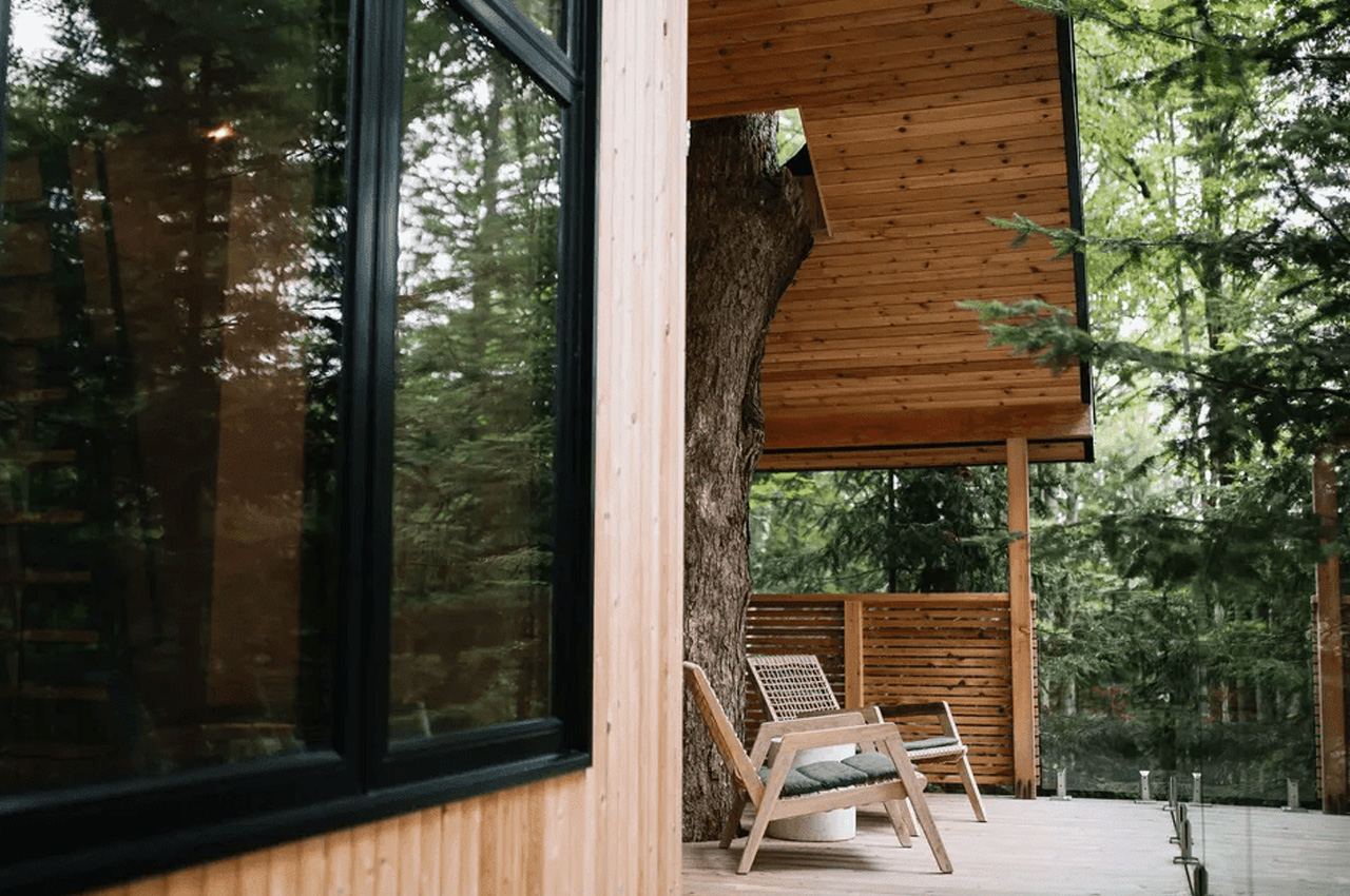 Baltic，Tree House，Architecture，originality，