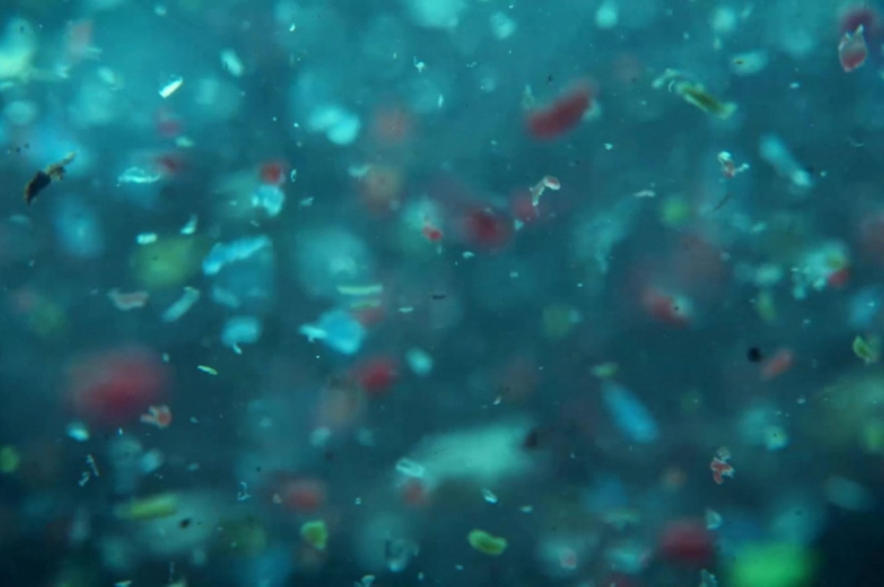 Micro plastic，Excretion，filter，