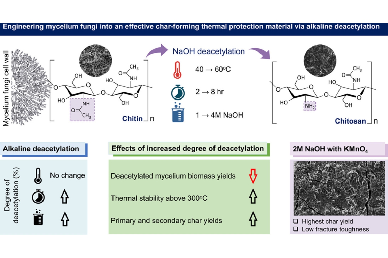 fungus，mycelium，flame retardant material，originality，