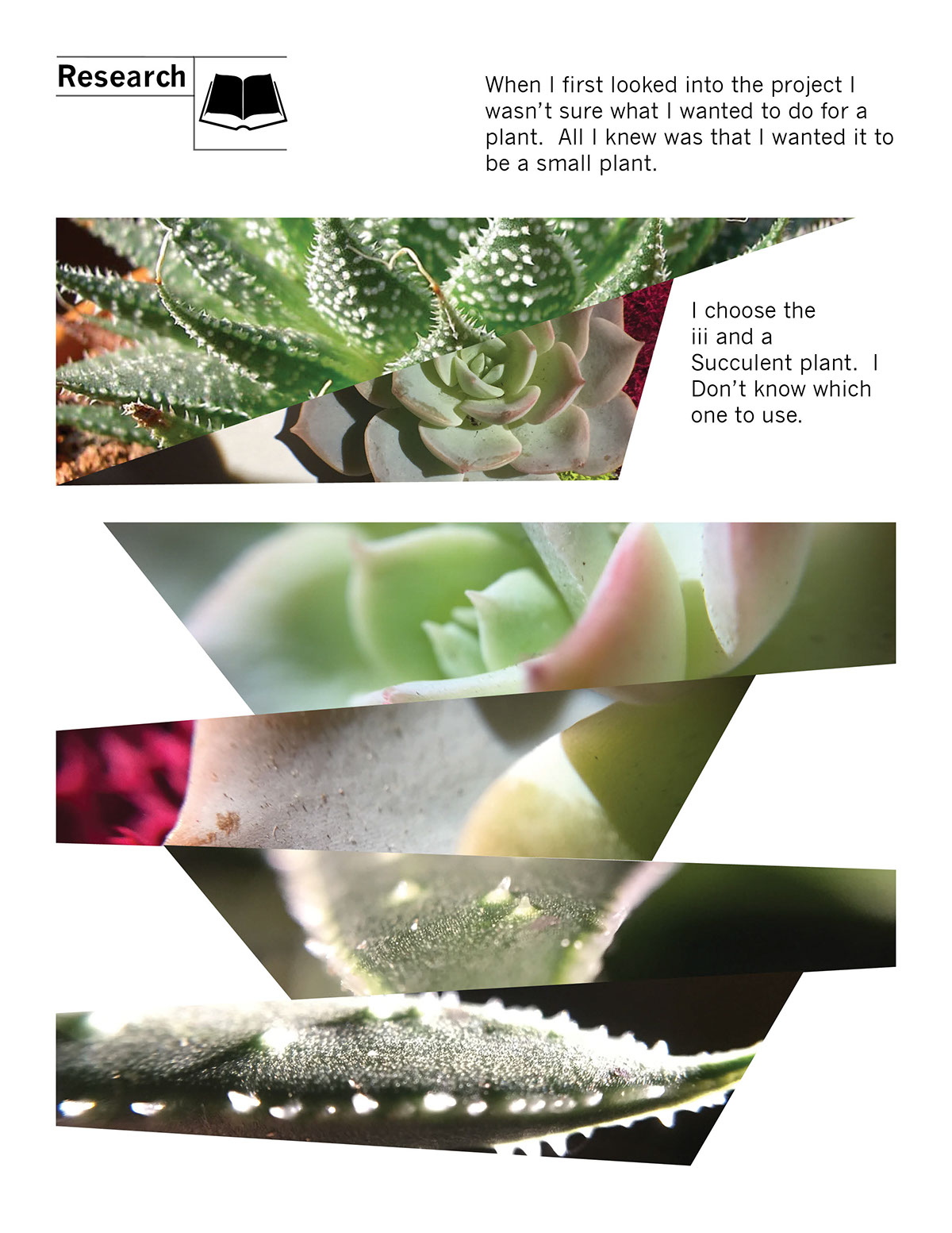 Plant rack，Fleshy，Design and production，