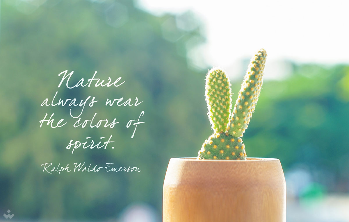 Bamboo，Flowerpot，manual，Vietnam，