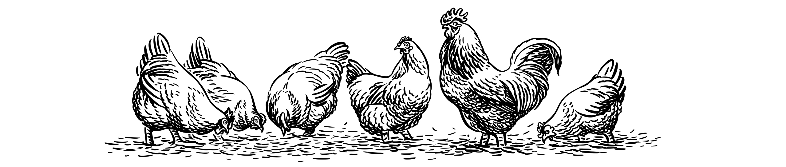 Organic，egg，packing design，