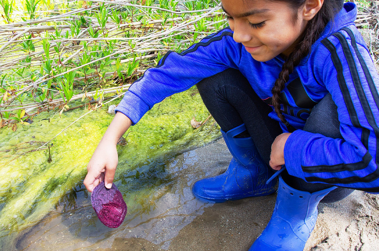 Colores del Rio，intelligence，Biological tools，testing，