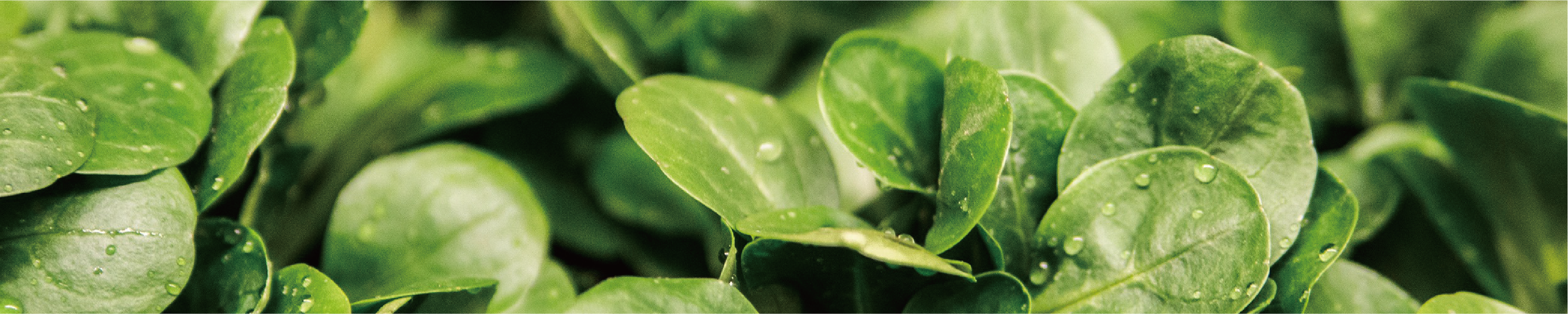 BIOCY，biological system，farm，Flowerpot，