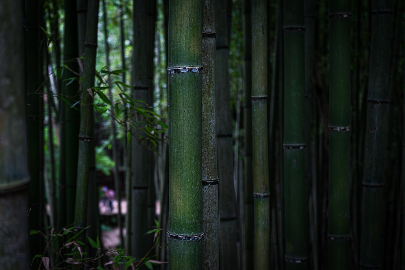 Floor lamp，Bamboo，portability，coat hanger，
